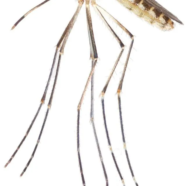 thumbnail for publication: Culex coronator (Dyar & Knab) (Insecta: Diptera: Culicidae)